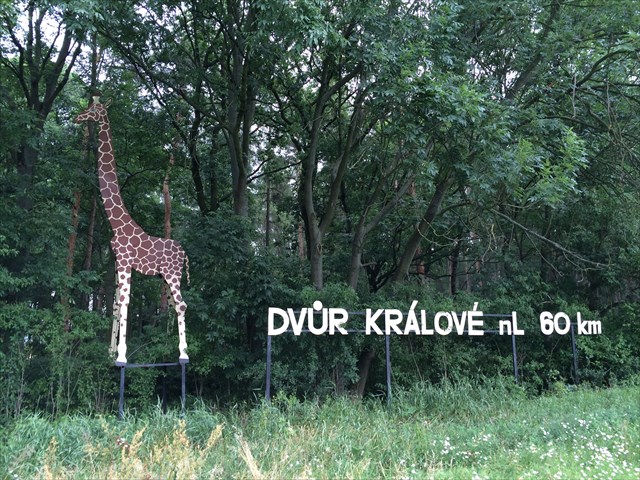 zirafa.jpg