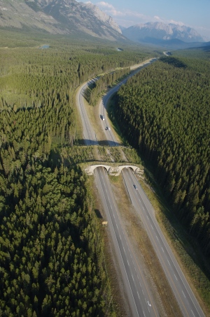 aerial-view-banff-wildife-overpass.jpg