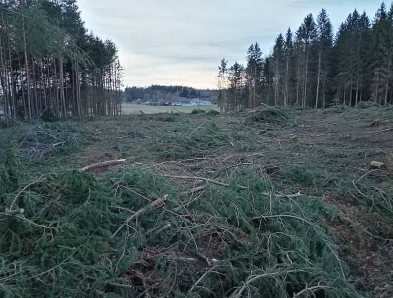 Les před Lišovem je v trase budoucího obchvatu vykácen.