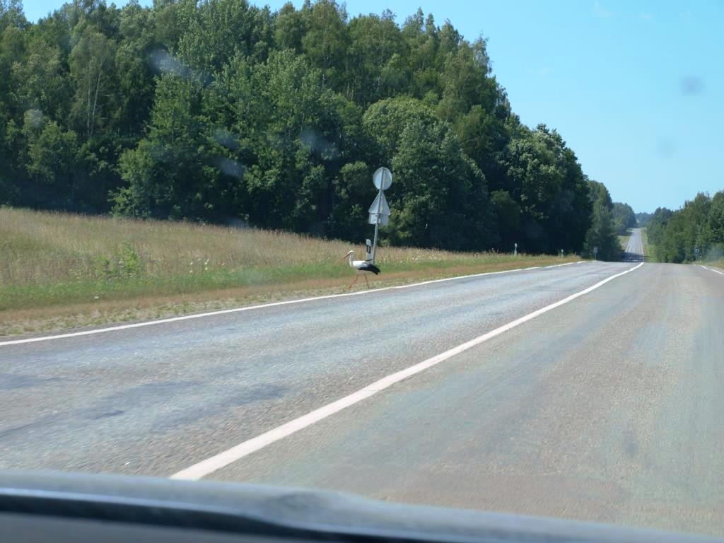 U nás lze potkat na silnici různá zvířata, ale přecházejícího čápa...