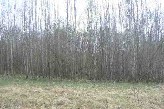 Díváme se přímo směrem na Prahu. Přes náletovou vegetaci není vidět provizorní zakončení polovičního profilu D3, který je dnes značen jako I/3. Foceno z místní komunikace ke střelnici.