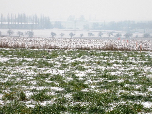 Vykolíkovaná trasa budoucí dálnice směr HK pravé části.jpg